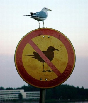 A bird sitting on a sign that says no birds.