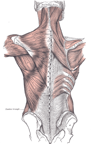 Drawing of back muscles