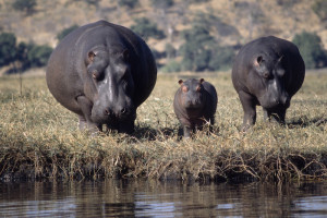 Family of huge, fat looking hippos
