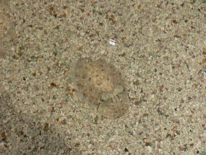 perfectly camouflaged sea creature