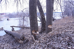 Small picture of trees chewed on by beavers
