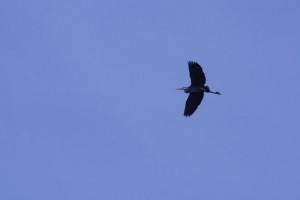 Picture of a heron flying in the sky