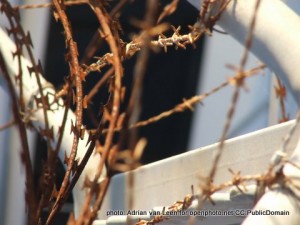 Picture of some rusty razor wire fencing