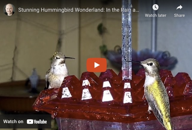 Stunning Hummingbird Wonderland: In the Rain and Under the Lights