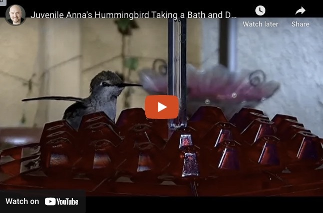Juvenile Anna's Hummingbird Taking a Bath and Drying Off on the Hummingbird Feeder