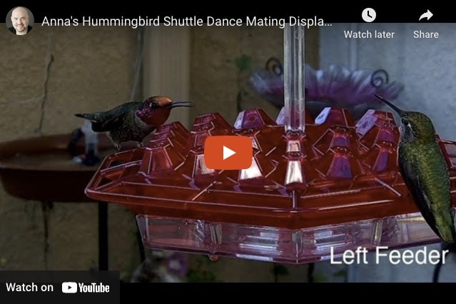 Anna's Hummingbird Shuttle Dance Mating Display from January 11, 2023